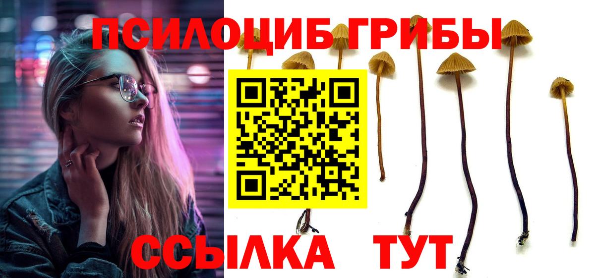 где купить   Вход с VPN  Галлюциногенные грибы прущие грибы  Черногорск  Псилоцибиновые грибы Psilocybine cubensis 
