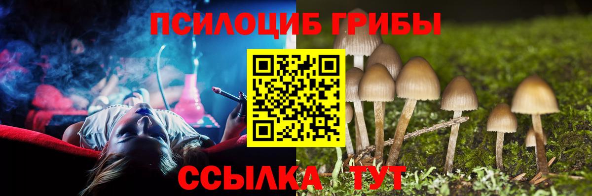 Псилоцибиновые грибы Cubensis Черногорск